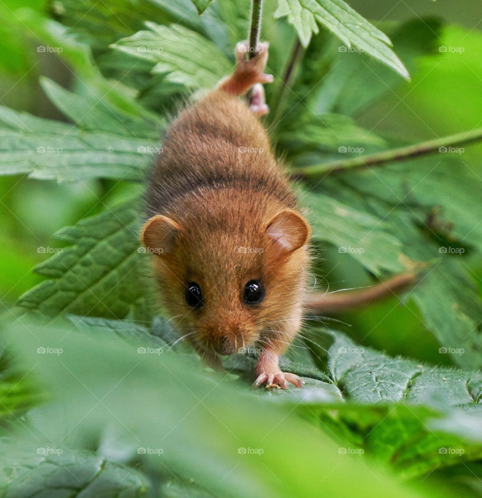 dormouse