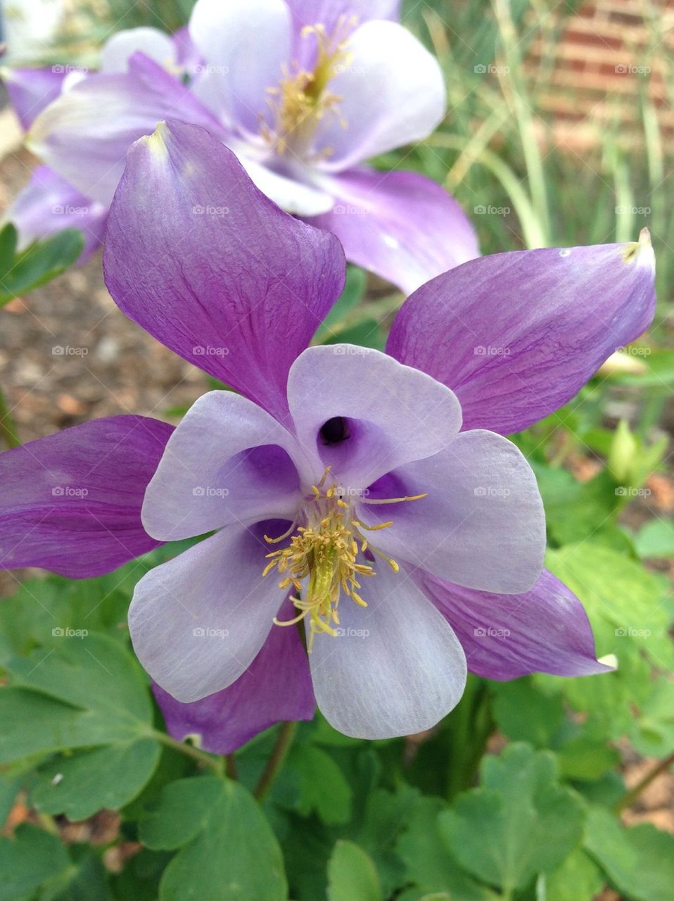Columbine 