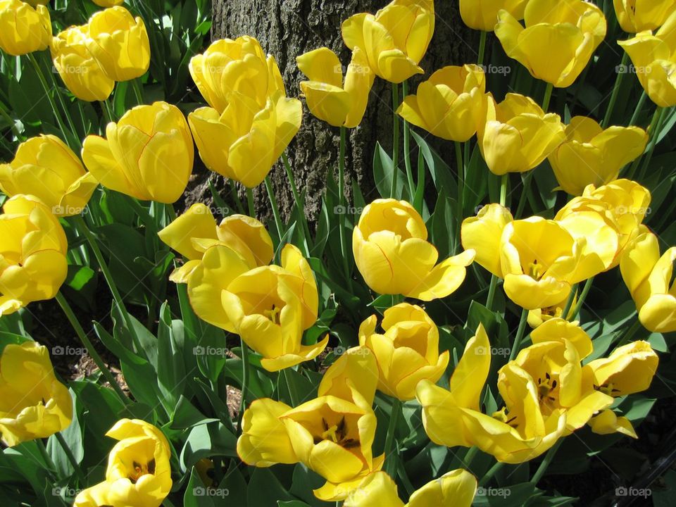 Yellow tulips