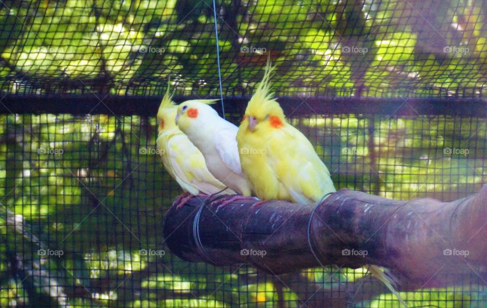 Beautiful parrots at Zoo in Udaipur, India