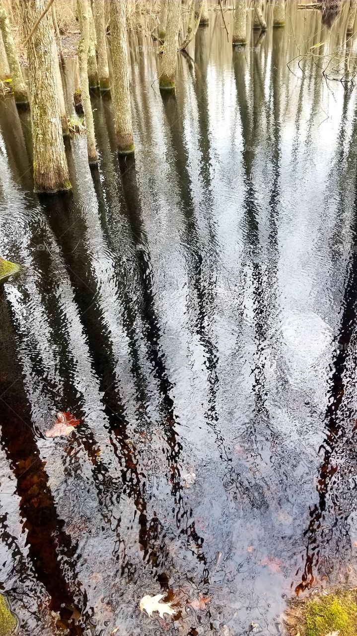 tree reflection in a swamp