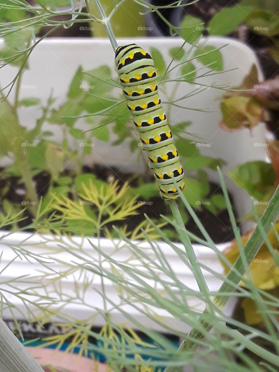 Black Swallowtail Catepillar