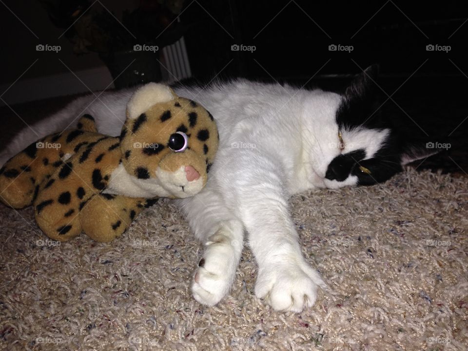 Catnap. Cat sleeping with stuffed animal