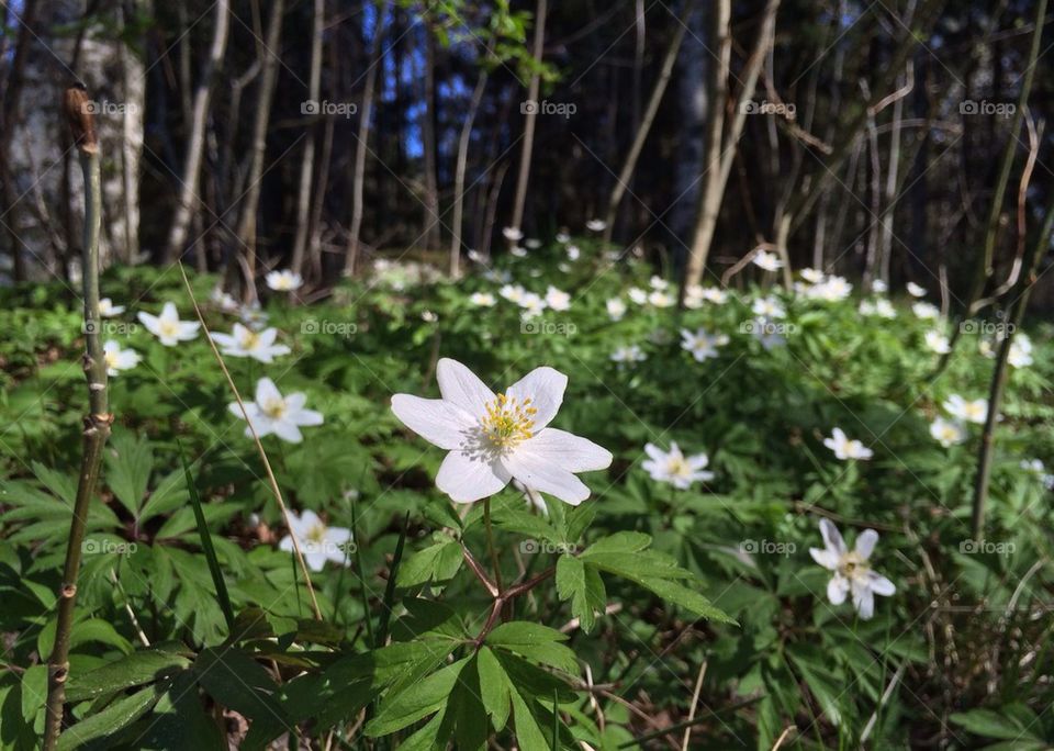 Spring flowers