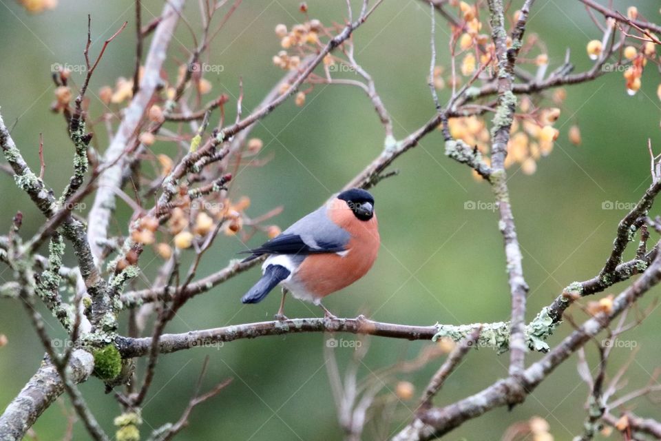 bullfinch