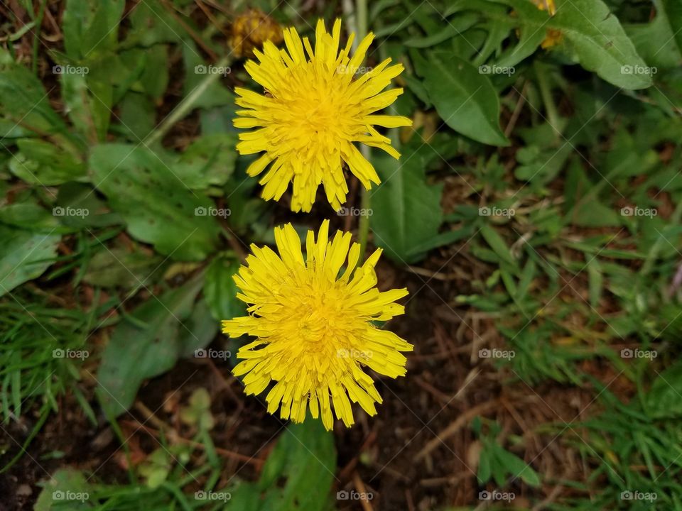 Spring Ground Cover -Dandelions