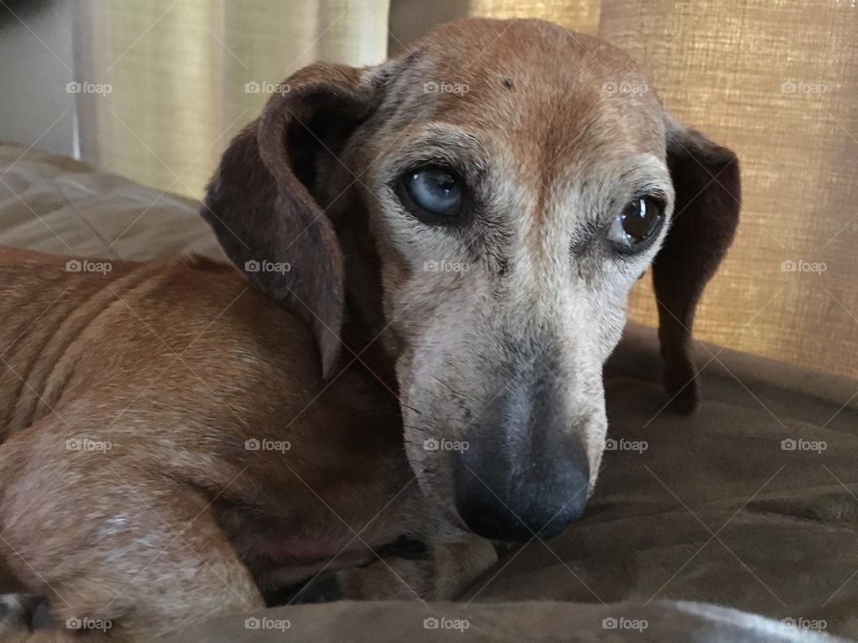 One Blue Eye and One Brown Miniature Dachshund 