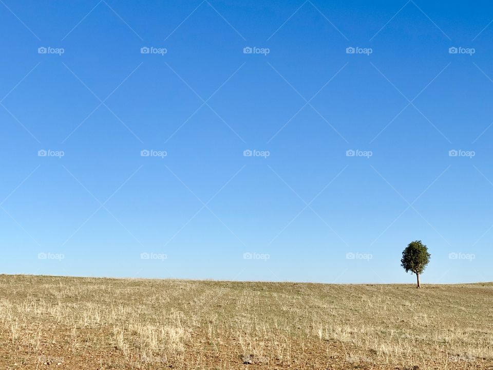 Lonely tree in a paddock, Moore Creek NSW Australia 