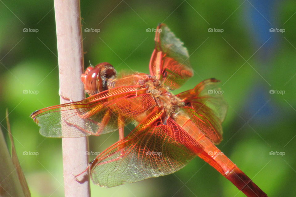 Close up of a dragon fly
