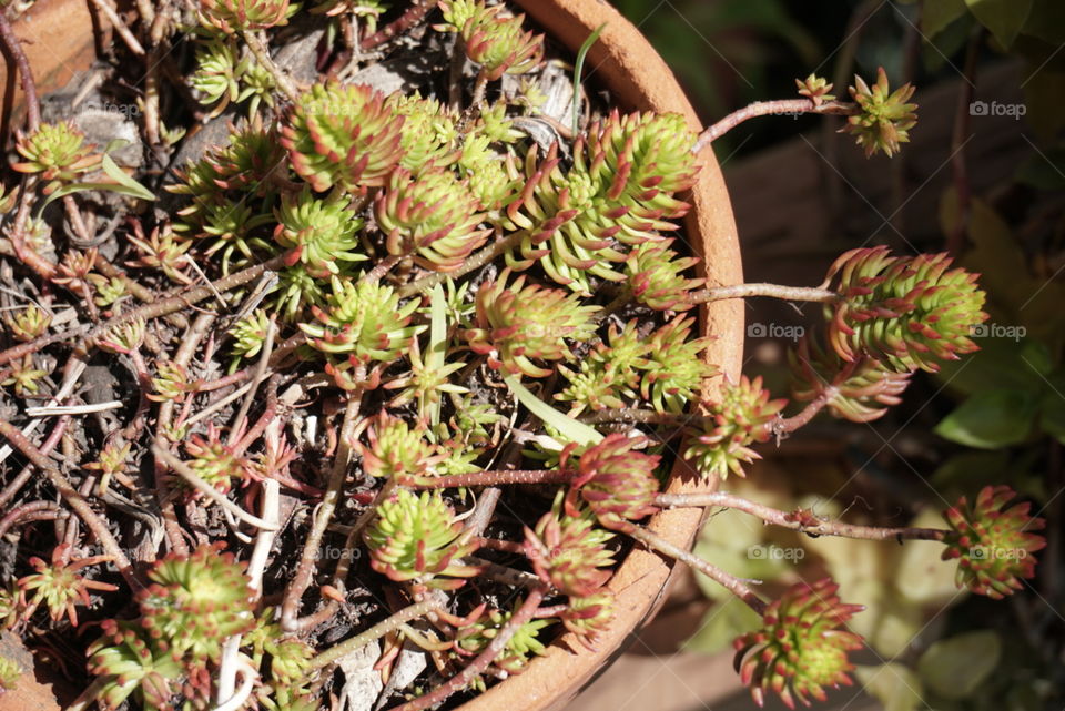 Reflexed Stonecrop 
Springs 
California Plant