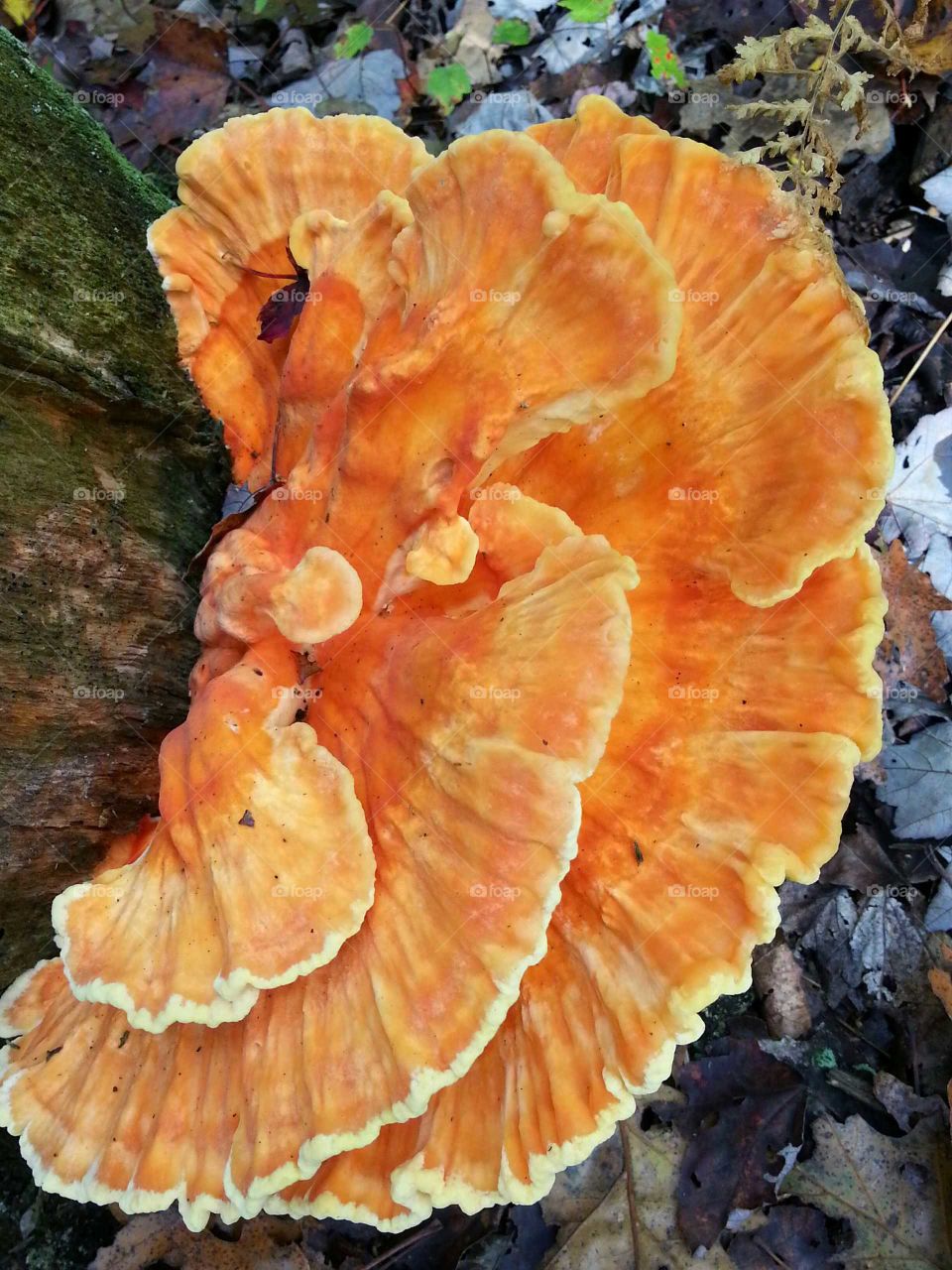 Orange fungi growing on a mossy tree trunk. Found on a hike in the woods.