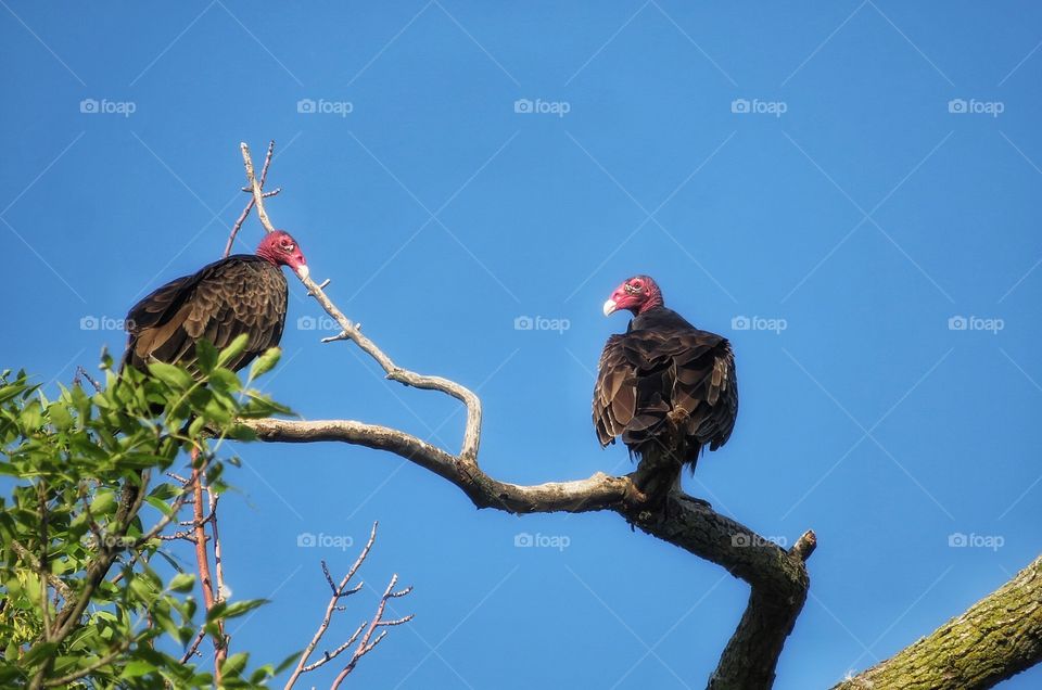 Turkey vultures 