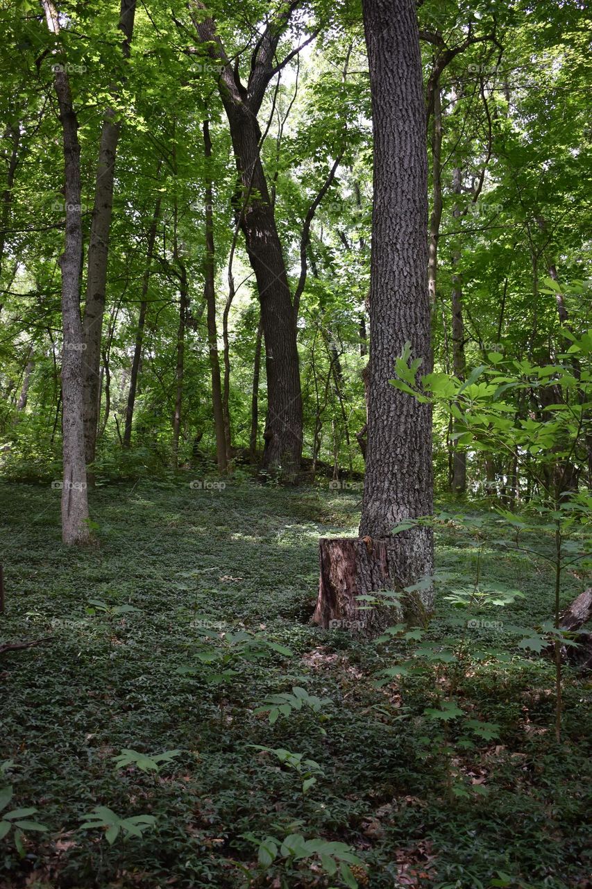 Green forest floor with trees