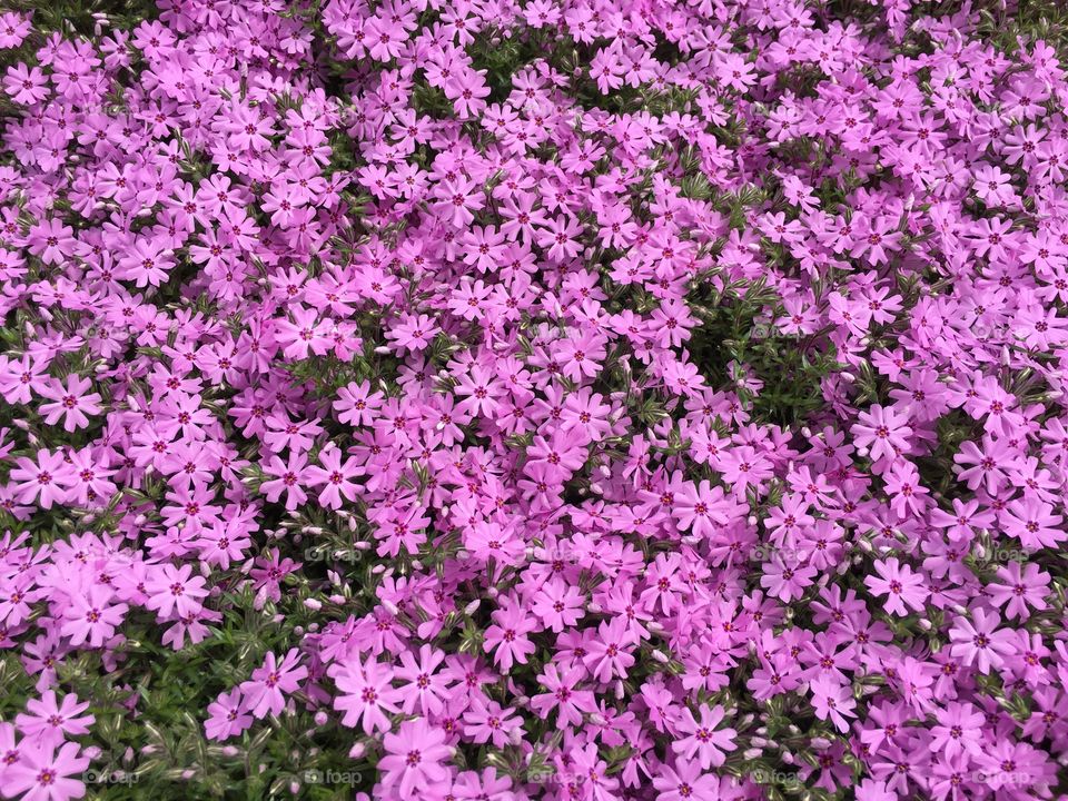 Phlox