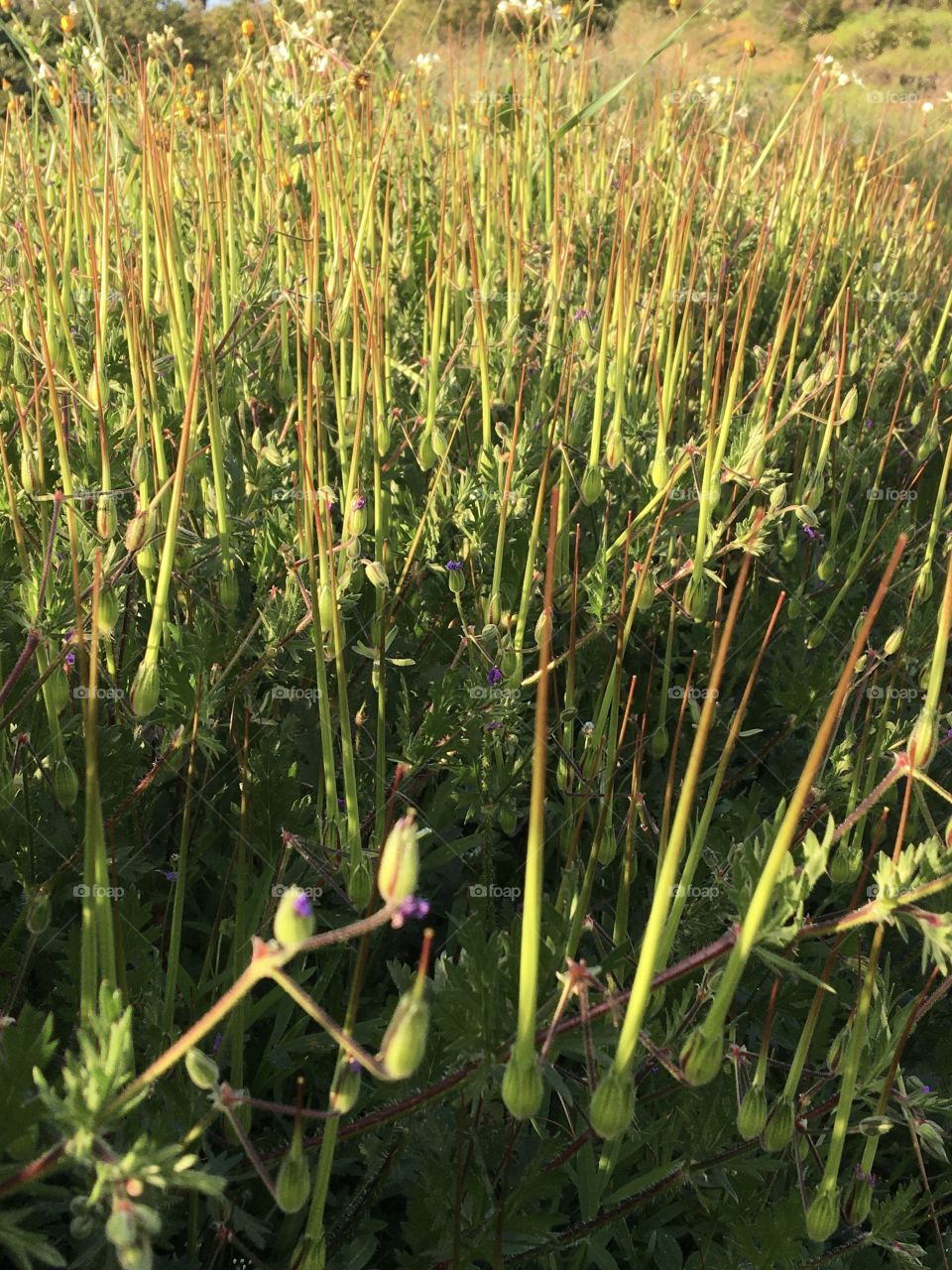 Grass in evening light with vegetal nails