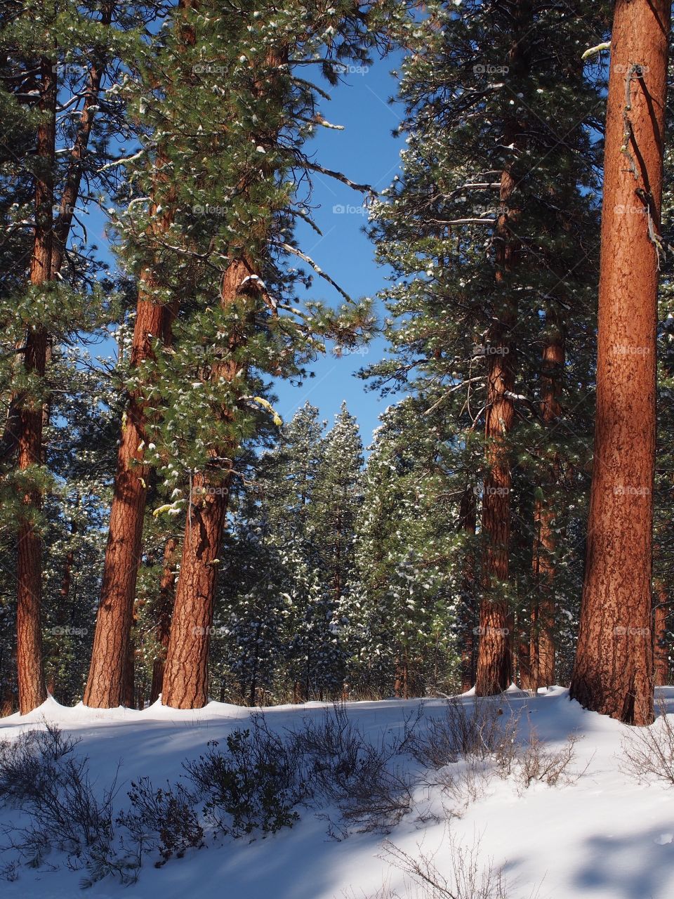 Towering Ponderosa Pine Trees with fresh snow on their branches and the ground on a beautiful winter morning in Central Oregon. 