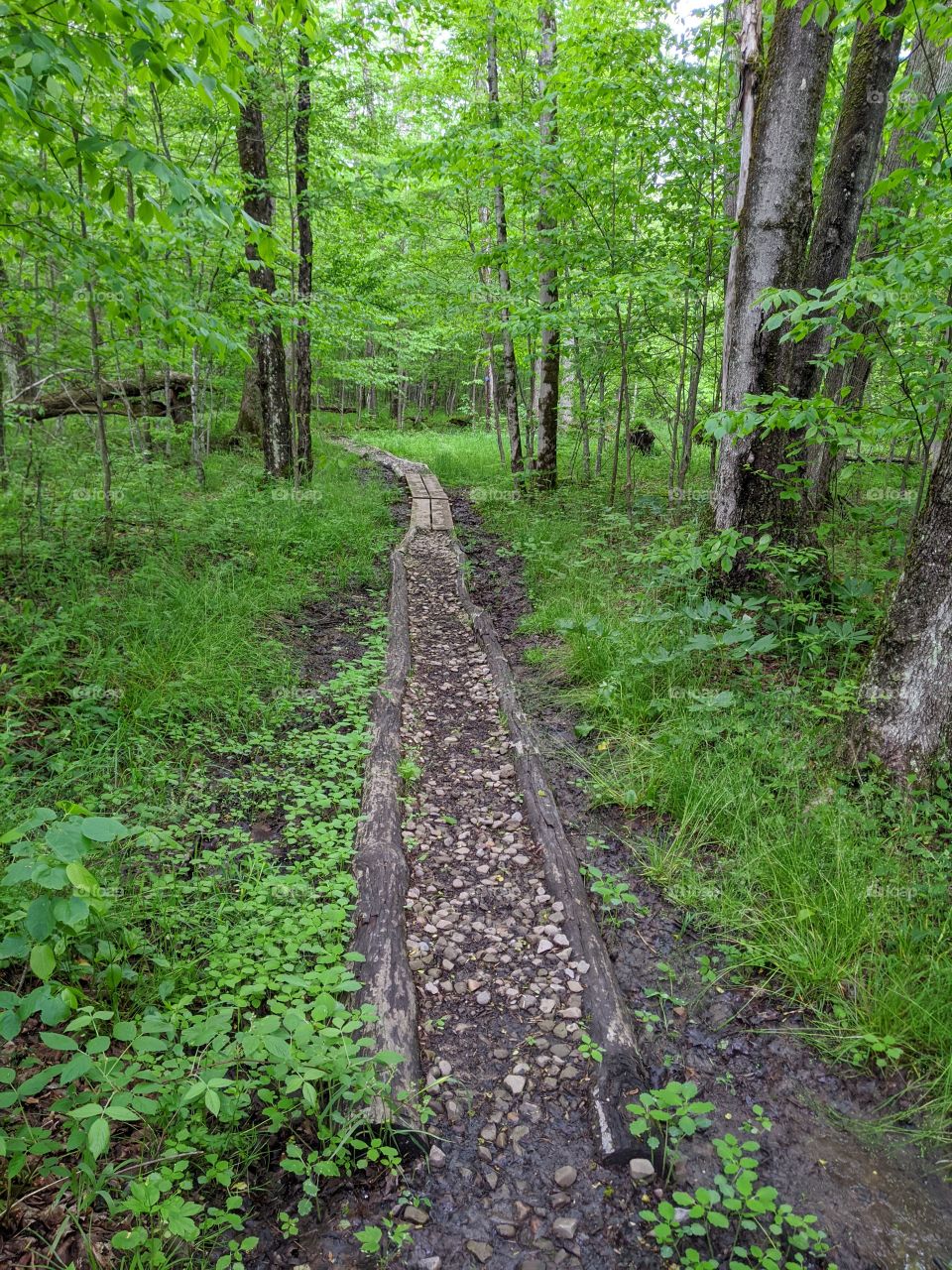 wood and stone path in the green forest
