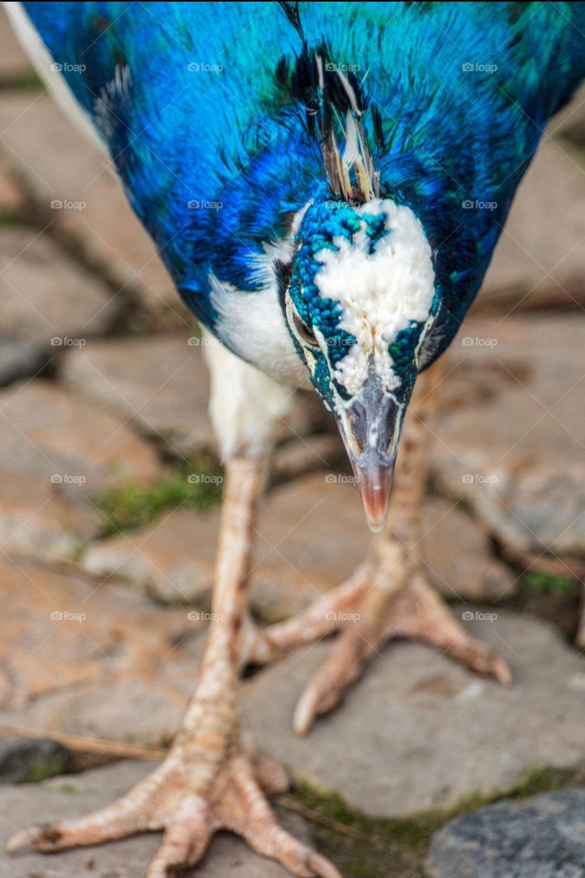 Close-up of peacock