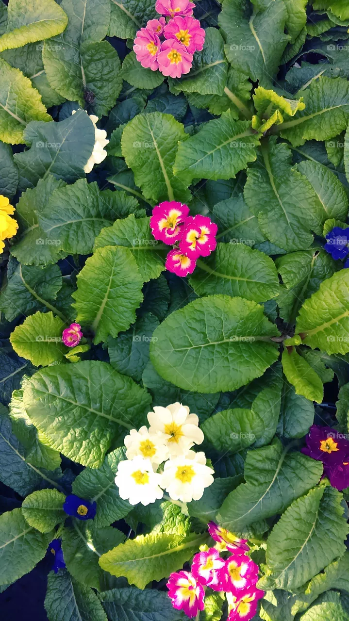 Flowers