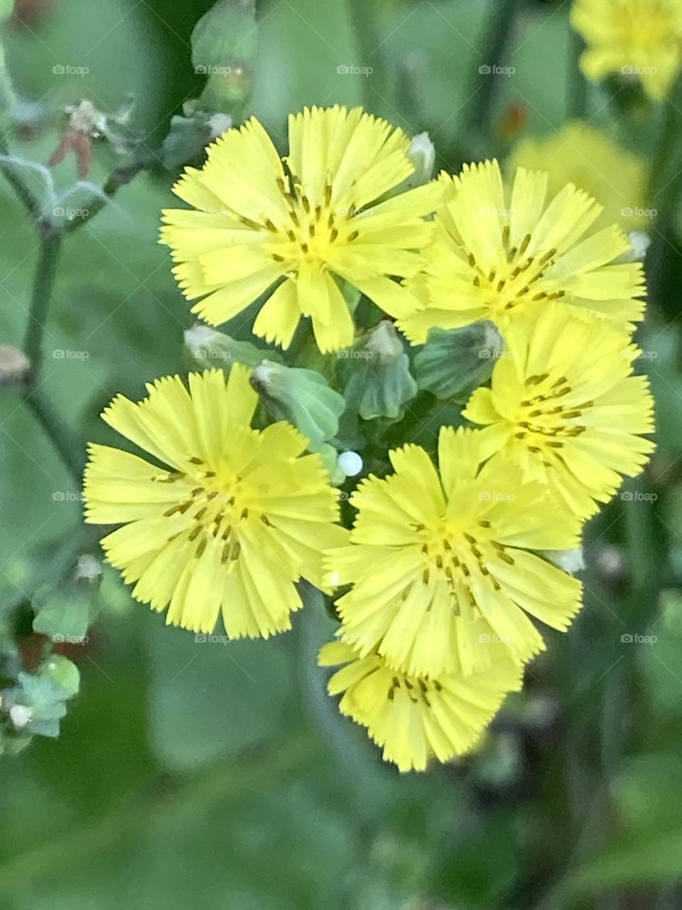 Conjunto de flores silvestres amarelas com pétalas alongadas, fundo com folhas verdes.