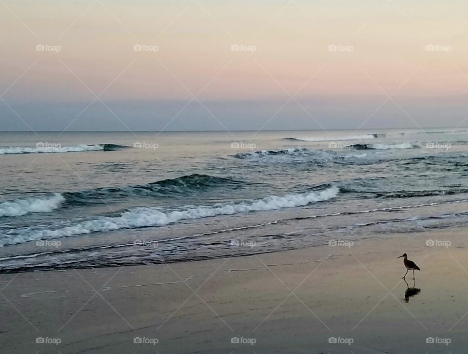 bird on the shoreline