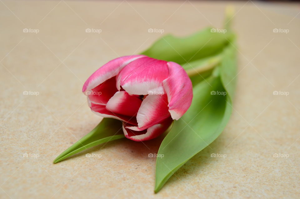 pink tulip