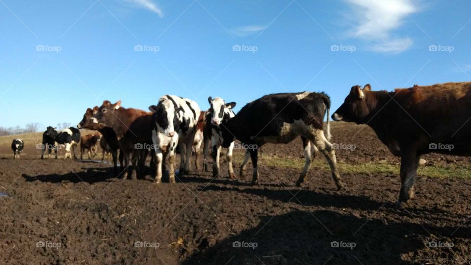 Mammal, Agriculture, Cattle, Livestock, Farm