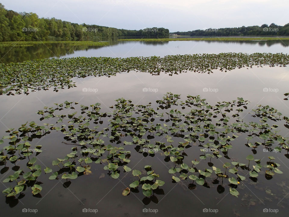 leaves lake ny ponds by delvec
