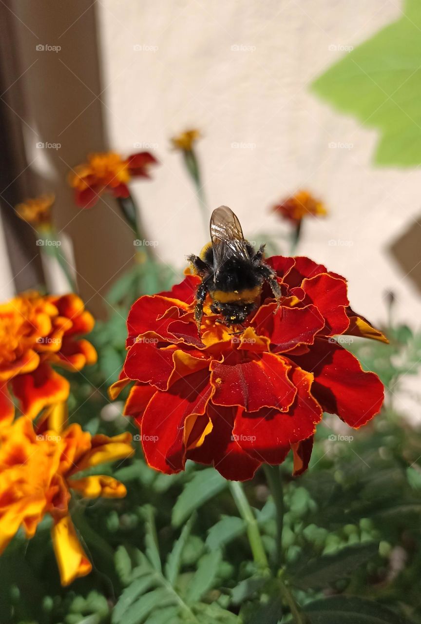 bumblebee on a flowers summer nature