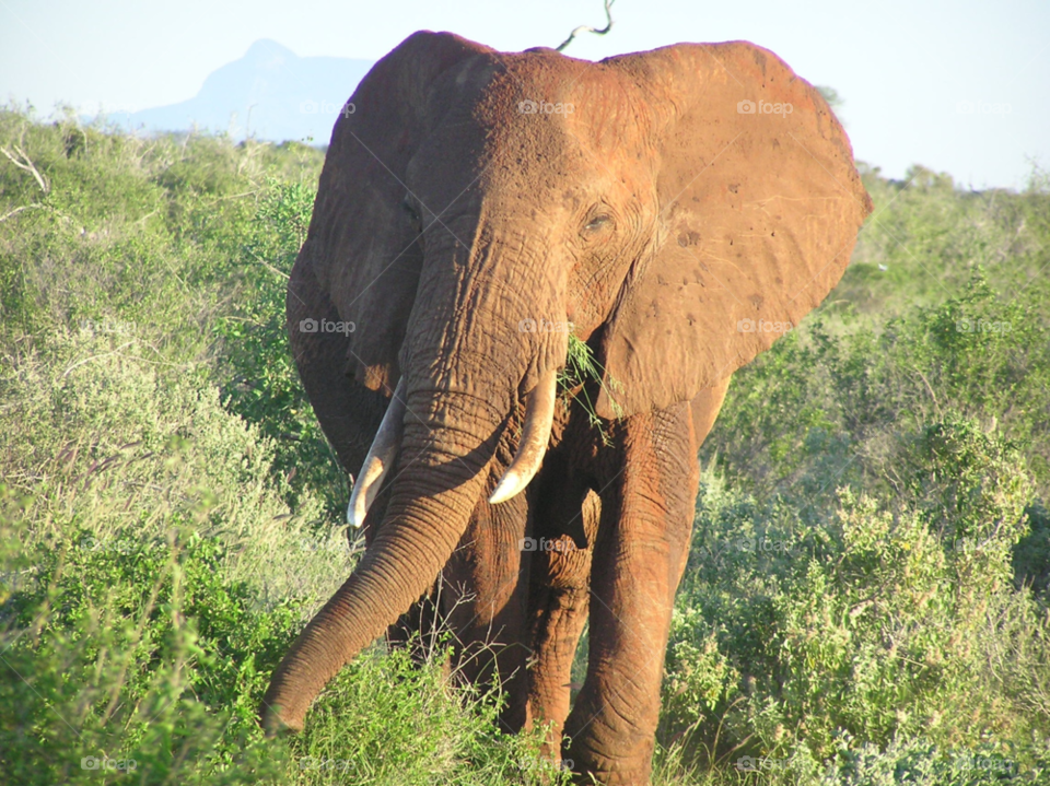 tsavo kenya wildlife elephant kenya by kevsrich