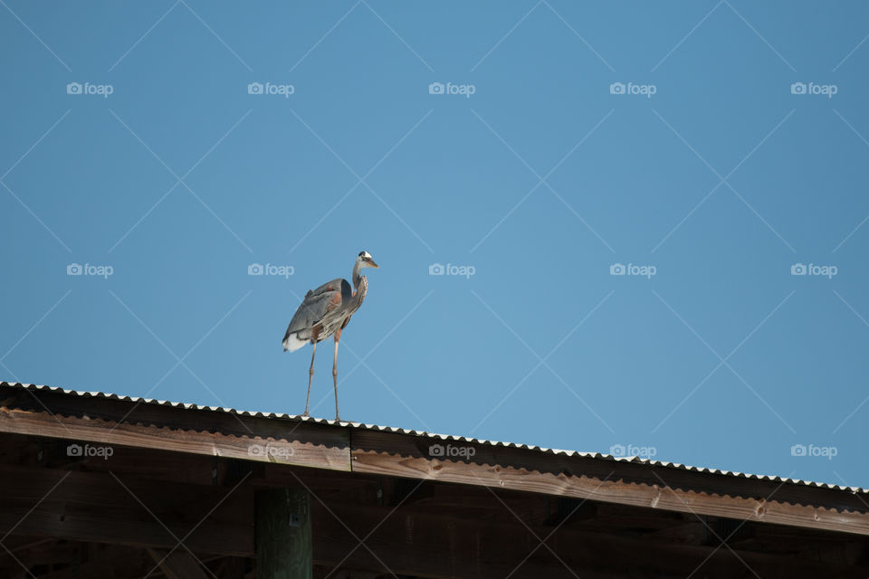 Bird, No Person, Nature, Wildlife, Sky