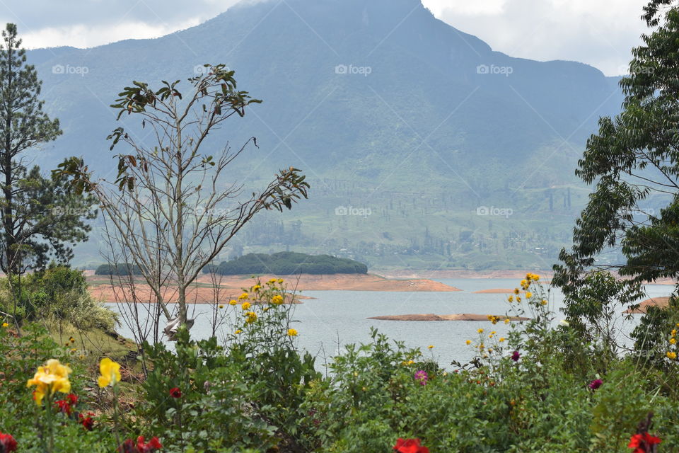 Beautiful Reservoir surrounded by misty mountains and tea astate
