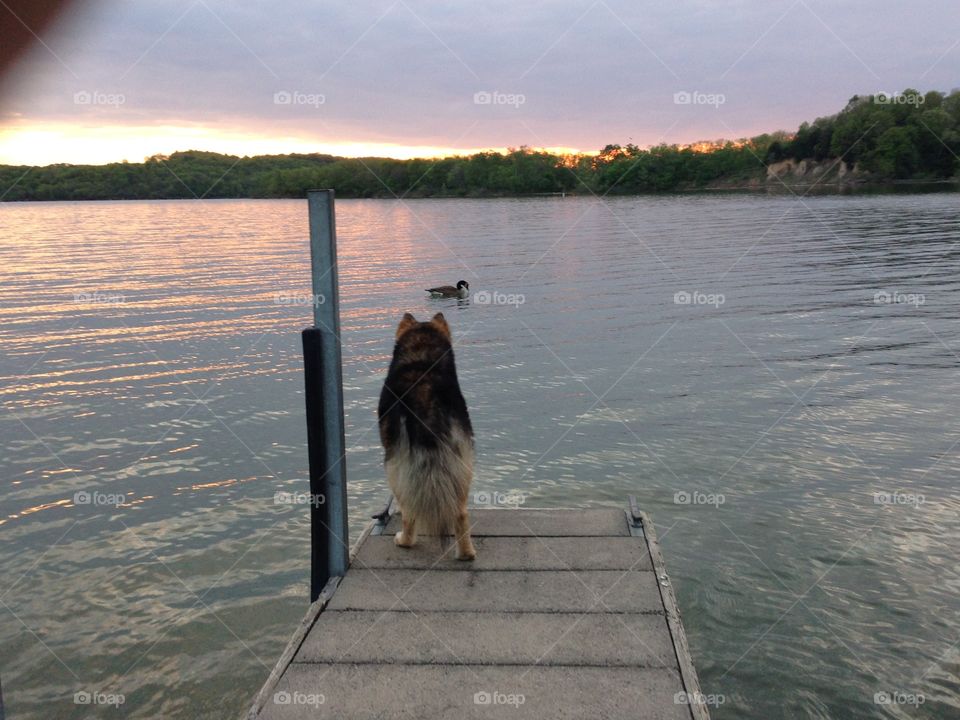 Wolf dog watching dinner swim . Wolf dog watching a would be dinner swim by, as the goose tests fate.