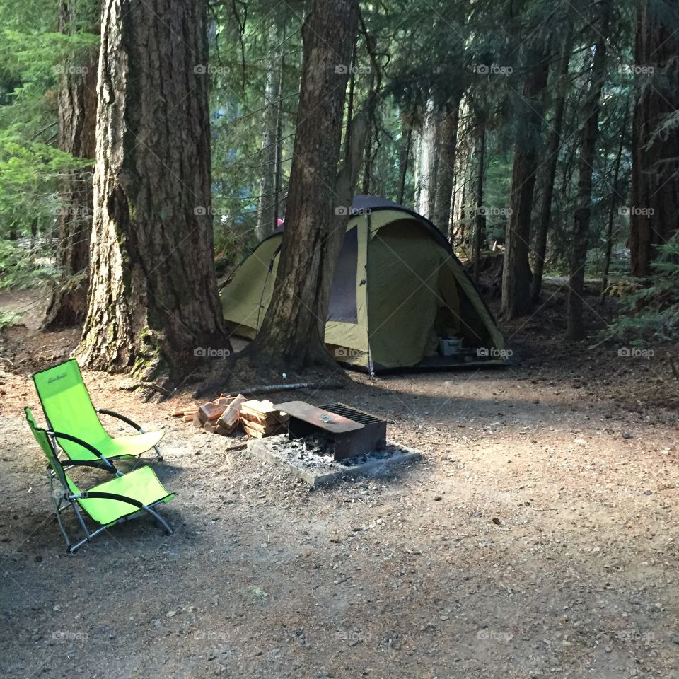 Pop of bright green in a forest setting 