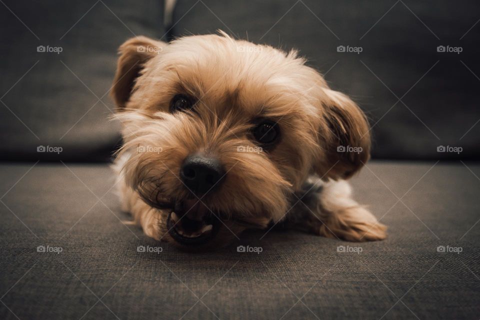Yorkshire Terrier - Name: Sclipi - he likes photo shooting