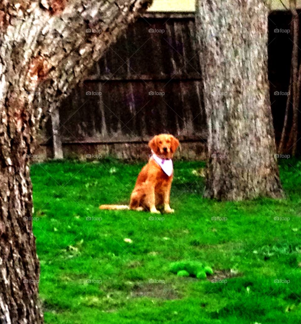 golden retriever backyard dog by balemuffins