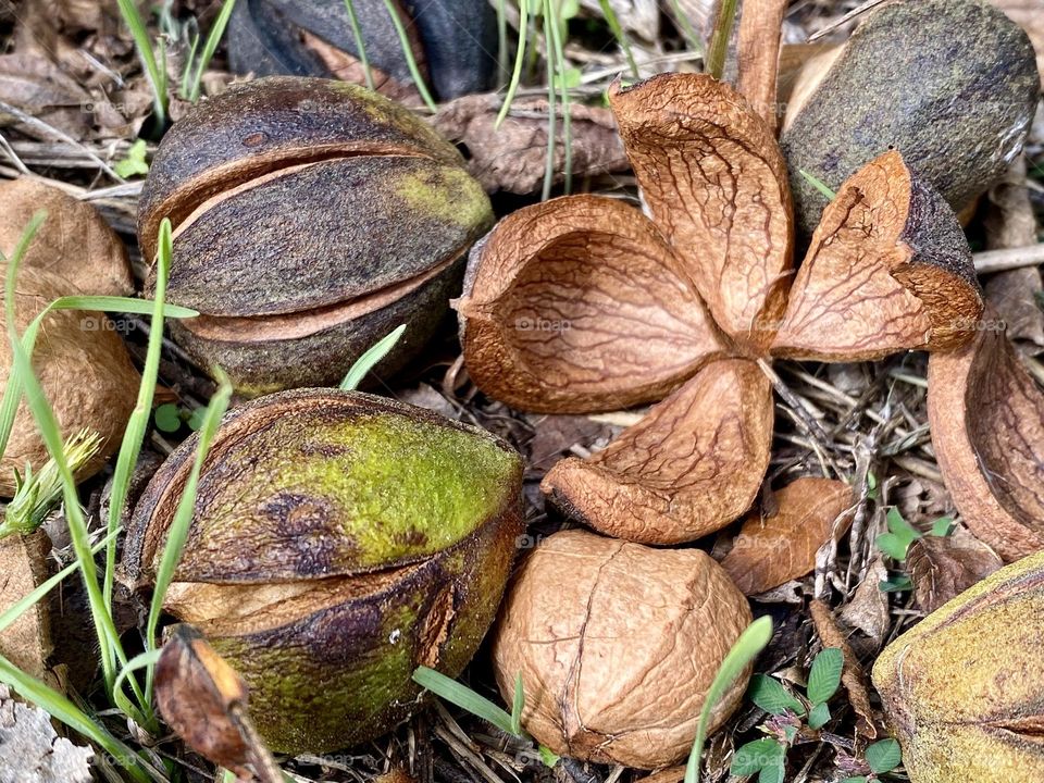 Hickory nuts fallen off a tree and laying on the ground
