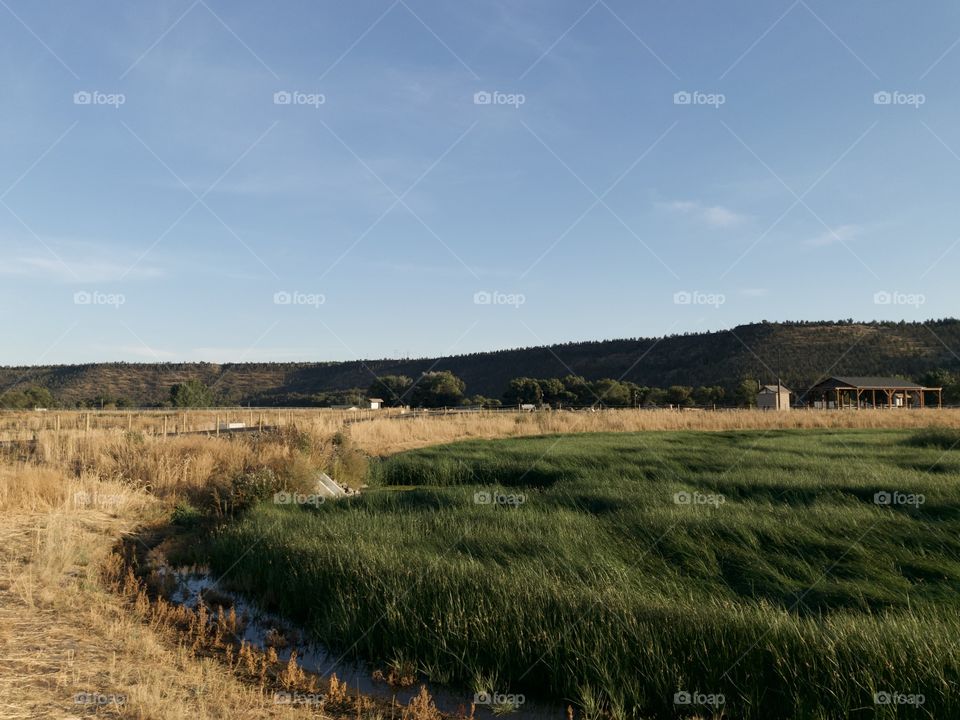 A lush green field amid dried reeds in a wildlife park outside of Prineville in Central Oregon on a beautiful fall evening. 