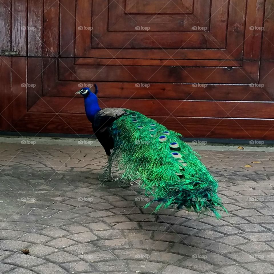 Peacock in urban setting