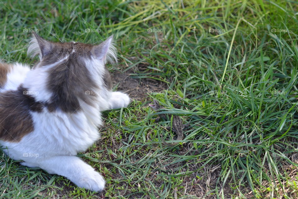 the cat and the lizarrd