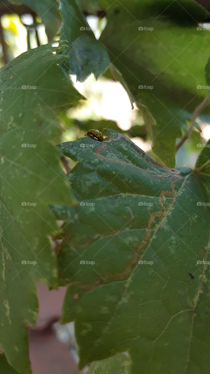 Sweet ladybug on the leaf