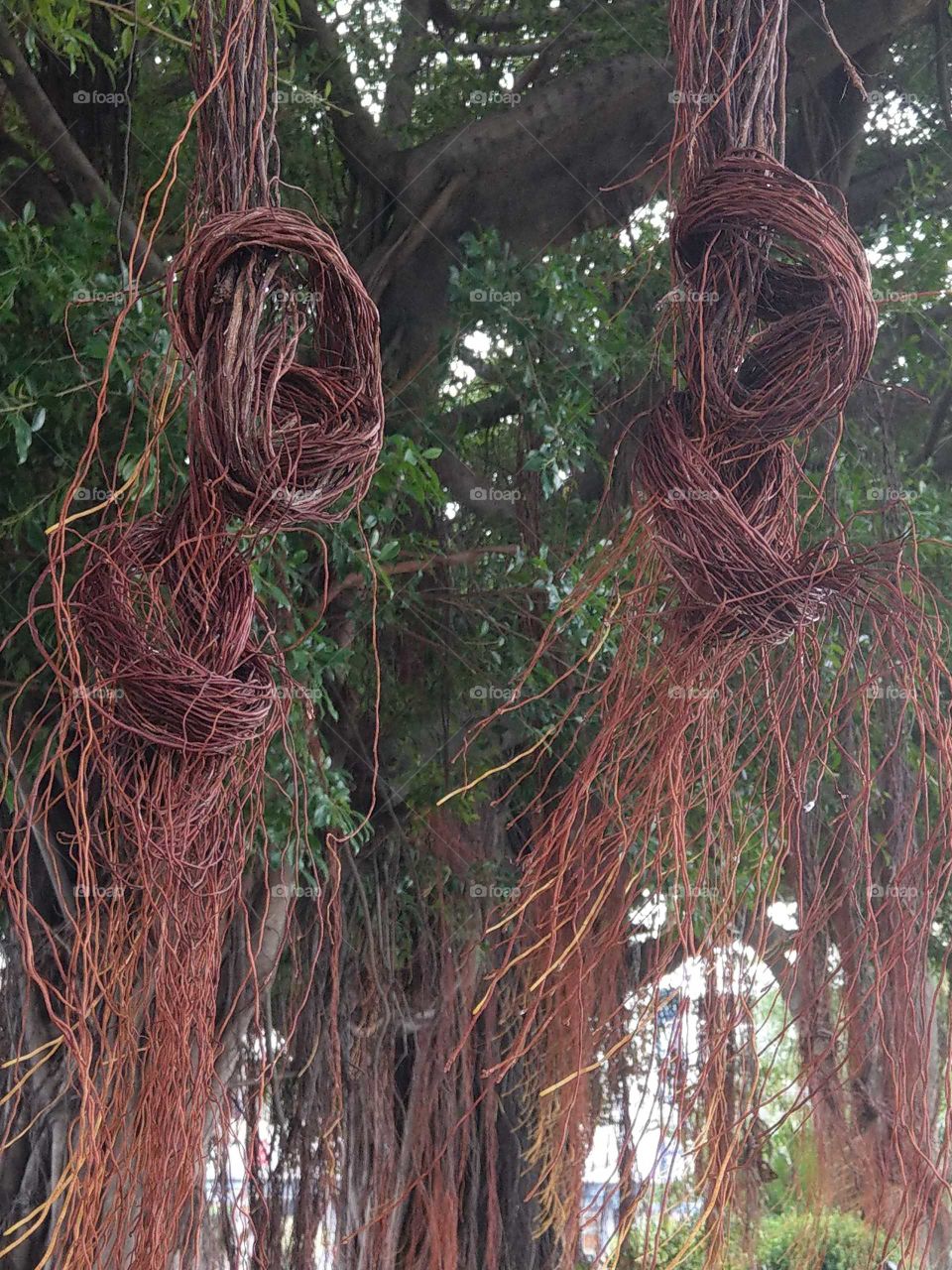 interesting aerial roots of Marabutan. too long to tie up.