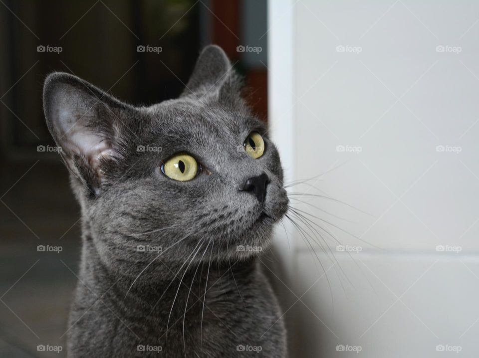 purebred cat beautiful portrait indoor