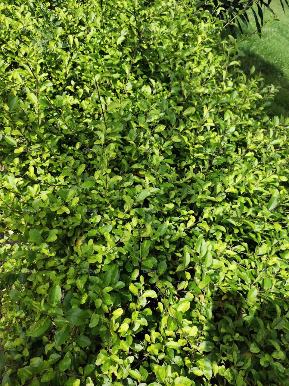 Wild privet
Ligustrum vulgare
Green Blanket of Nature 🌳
Flora