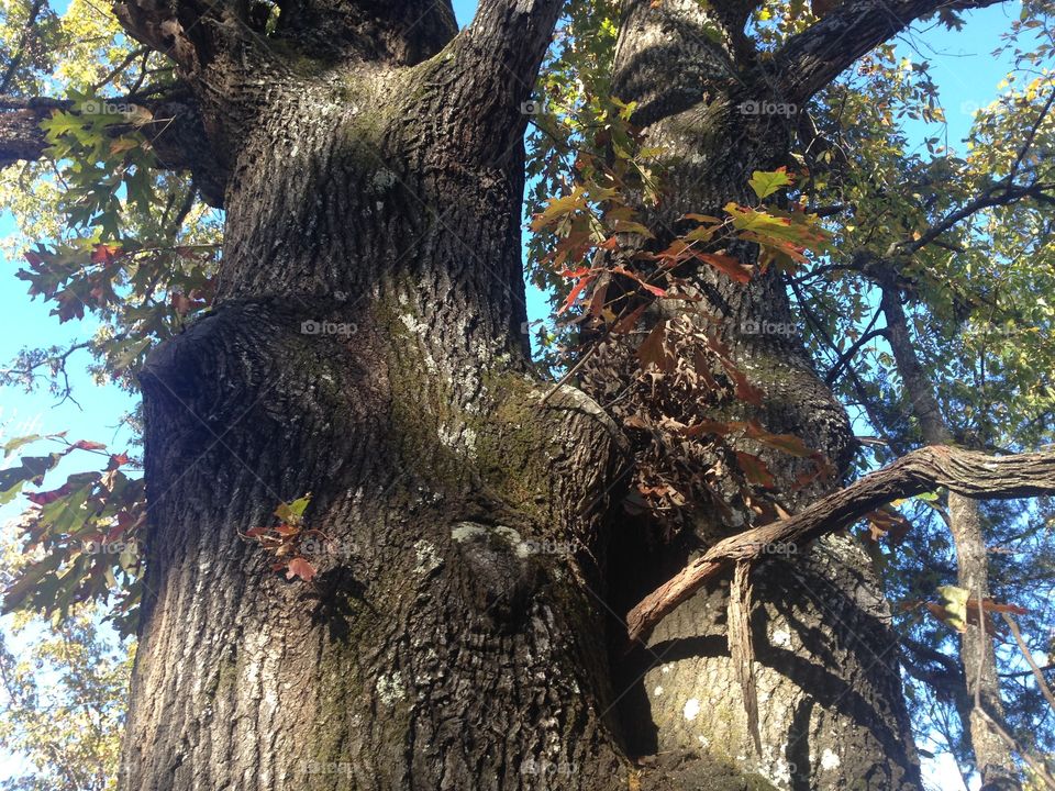 Oak Trees 