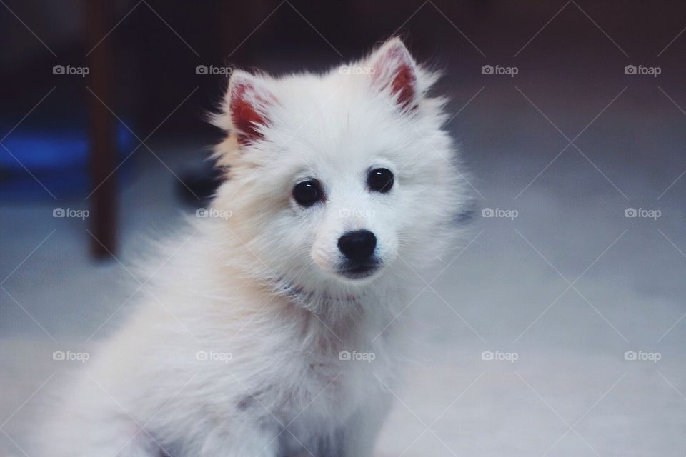 American husky puppy 