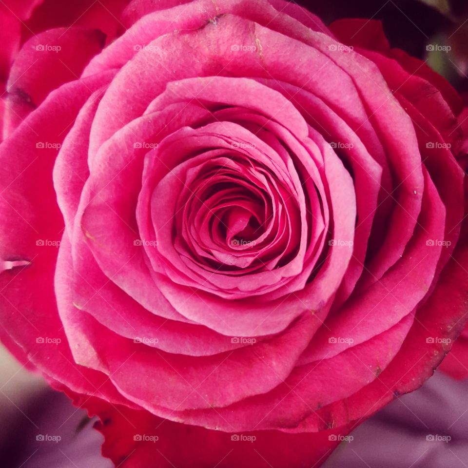 Rose, Love, Petal, Romance, Flower