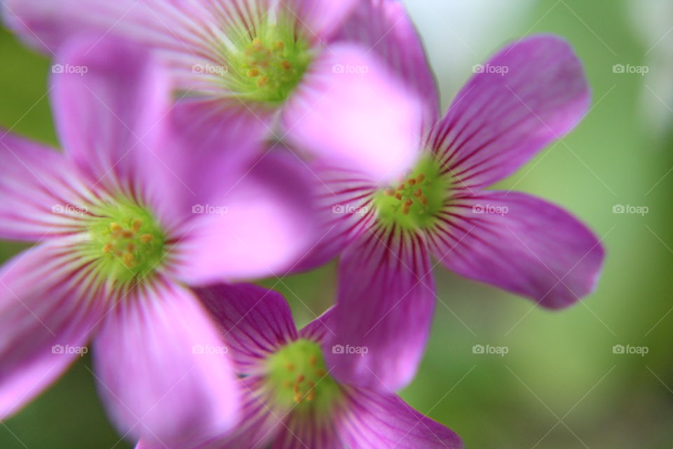 Purple flowers