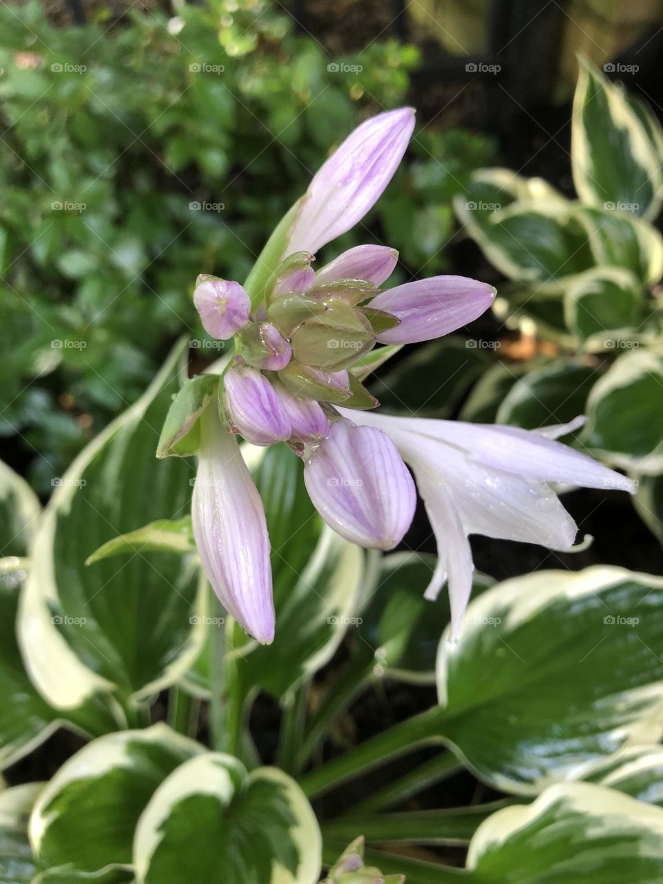 Hosta flower blooming in early summer backyard gardening 