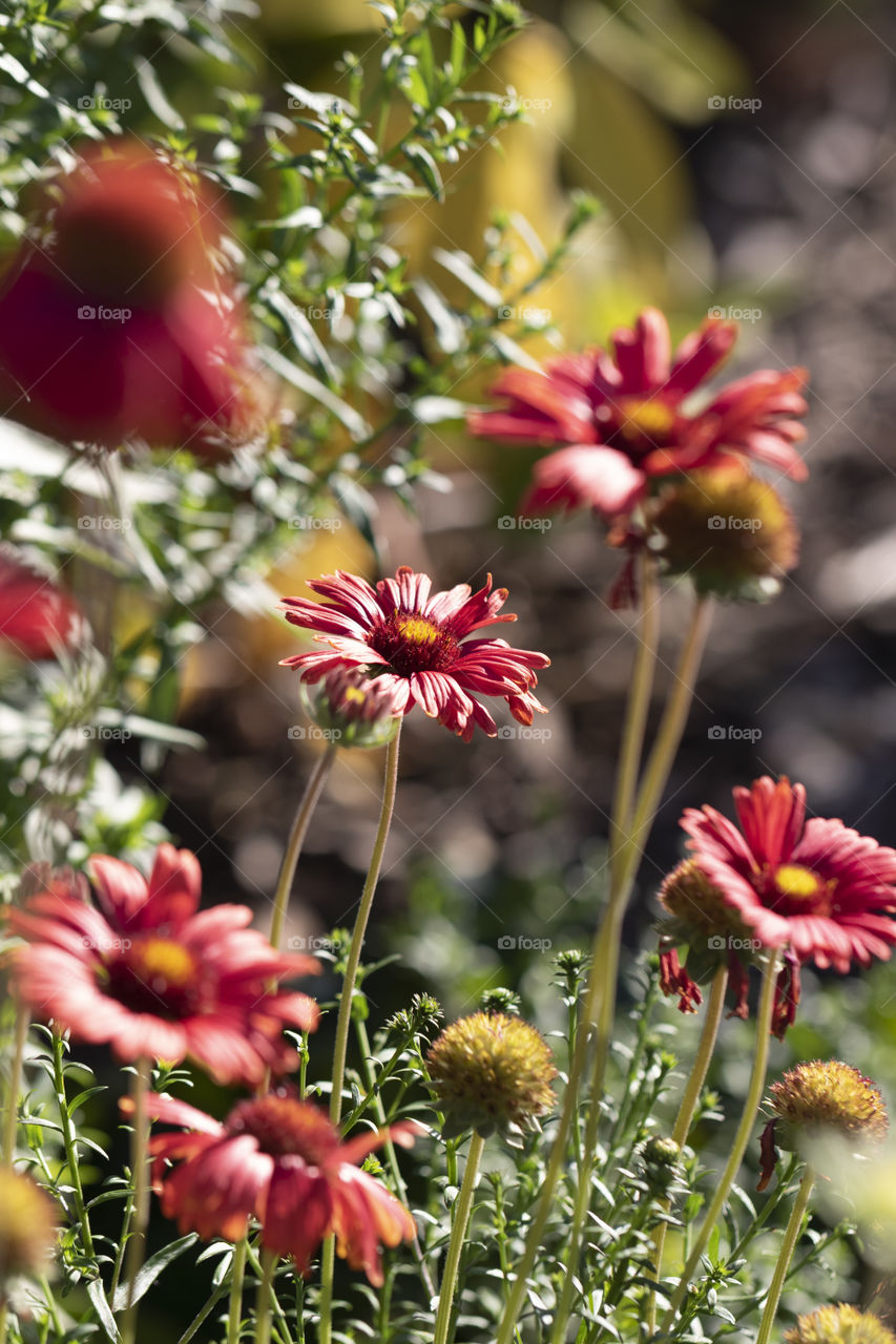 A portrait of a red gaillardia burgunder flower in between others of its kind. the focus is specific on this flower drawing the viewers eye. the others are blurred nicely.